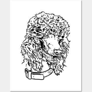 poodle Posters and Art